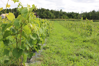 Vignoble de Chelsea