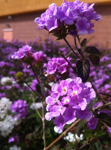 Non-Profit Organization «Goodwill», reviews and photos