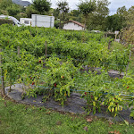 Photo n° 2 de l'avis de Tassilo.u fait le 27/09/2021 à 22:24 pour Ttipia à Espelette