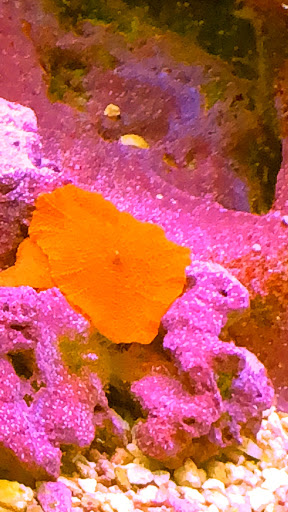 Pet Store «Fish R Us», reviews and photos, 10855 TX-242, Conroe, TX 77385, USA