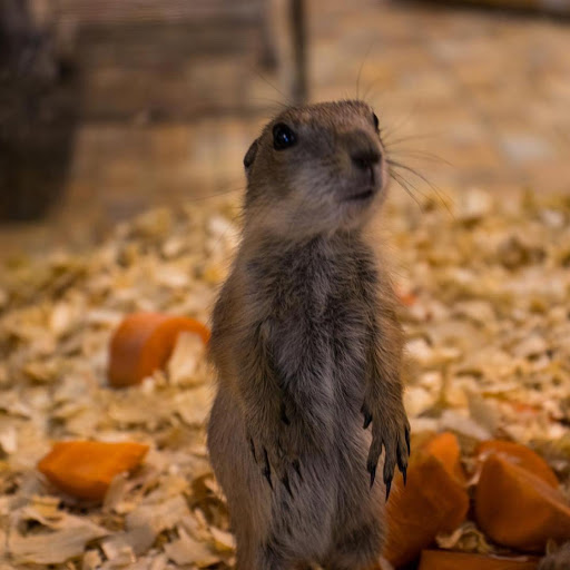 Pet Store «Exotic Tropical Petworld LLC.», reviews and photos, 1716 W Hackberry Ave, McAllen, TX 78501, USA