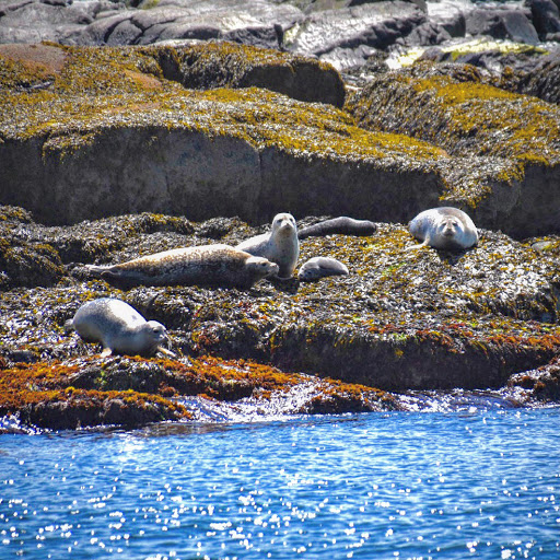 Sightseeing Tour Agency «Lulu Lobster Boat Ride», reviews and photos, 55 West St, Bar Harbor, ME 04609, USA
