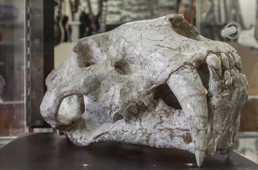 Pawn Shop «Silver Dollar Pawn Inc», reviews and photos, 5607 FL-54, New Port Richey, FL 34652, USA