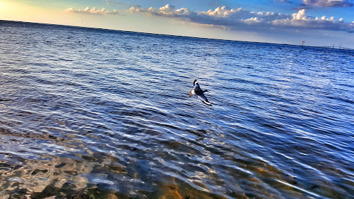 Nature Preserve «Emerson Point Preserve», reviews and photos, 5801 17th St W, Palmetto, FL 34221, USA