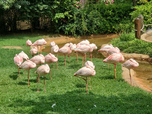 Zoo «Caldwell Zoo», reviews and photos, 2203 W Martin Luther King Jr Blvd, Tyler, TX 75702, USA