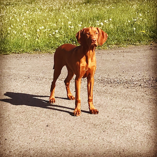 Pferdeklinik Maischeiderland | Dr. Matthias Rettig unter Großmaischeid, Rheinland-Pfalz