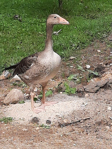 Dr.med.vet. Jörg Schubert Tierärztliche Klinik unter Schwerin, Mecklenburg-Vorpommern