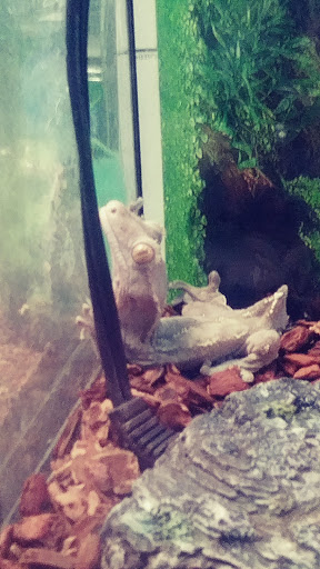 Pet Groomer «Animal Kingdom Grooming», reviews and photos, 339 S Santa Fe Ave, Pueblo, CO 81003, USA