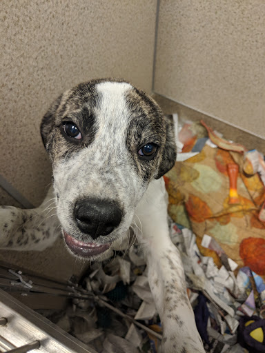 Pet Supply Store «Pet Supplies Plus», reviews and photos, 180 N Randall Rd, North Aurora, IL 60542, USA