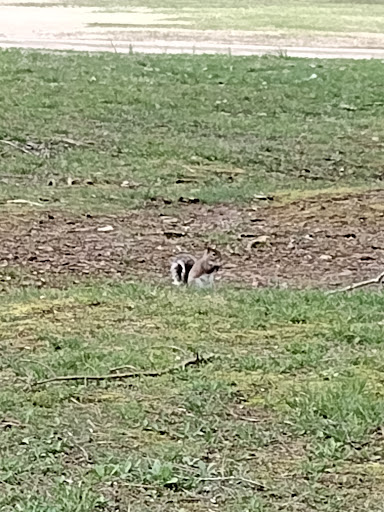 Country Club «Clarksville Country Club», reviews and photos, 334 Fairway Dr, Clarksville, TN 37043, USA