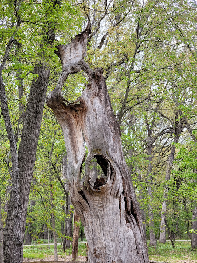 Nature Preserve «Sauk Trail Woods», reviews and photos, 3028 Forest Preserve Dr, Chicago Heights, IL 60411, USA