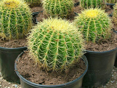 Desert Trees Nursery