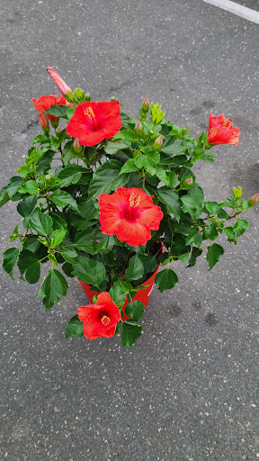 Home Improvement Store «The Home Depot», reviews and photos, 114 Federal Rd, Danbury, CT 06810, USA