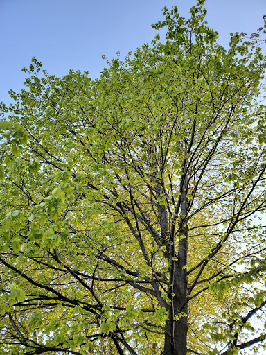 Park «Redmond Park», reviews and photos, 545 John St, Bensenville, IL 60106, USA