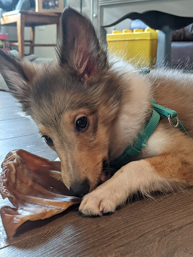 Pet Store «Just Pets», reviews and photos, 2154 E Commons Ave #327, Centennial, CO 80122, USA