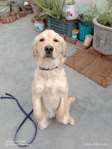 Best Dog Trainer Delhi