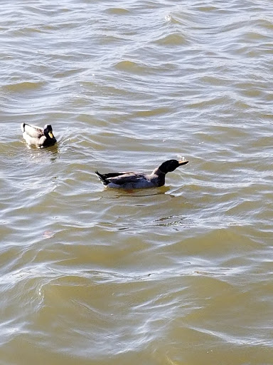 Park «Richard Greene Linear Park», reviews and photos, 1601 E Randol Mill Rd, Arlington, TX 76011, USA