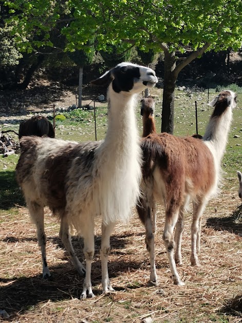 Les lamas du Barroux à Le Barroux (Vaucluse 84)