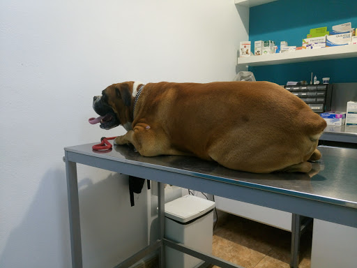 Clínica Veterinaria Afircan en La Cruz