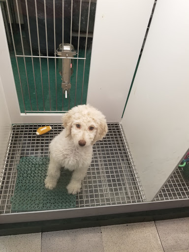 Pet Store «Petland Las Vegas», reviews and photos, 8800 W Charleston Blvd #3, Las Vegas, NV 89145, USA