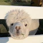 Photo n°2 de l'avis de Katharina.e fait le 22/04/2023 à 09:38 sur le  Seehotel Frankenhorst - BW Signature Collection à Schwerin