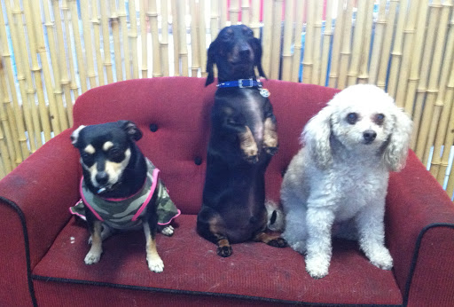 Pet Supply Store «Animal Kingdom of Santa Monica», reviews and photos, 300 Pico Blvd, Santa Monica, CA 90405, USA