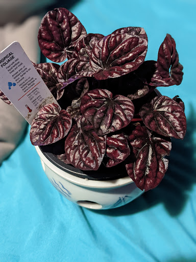 Florist «De Palma Florist», reviews and photos, 146 Rockaway Ave, Valley Stream, NY 11580, USA