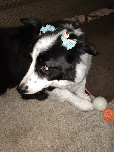 Pet Supply Store «PetSmart», reviews and photos, 157 Levittown Pkwy B, Levittown, PA 19055, USA