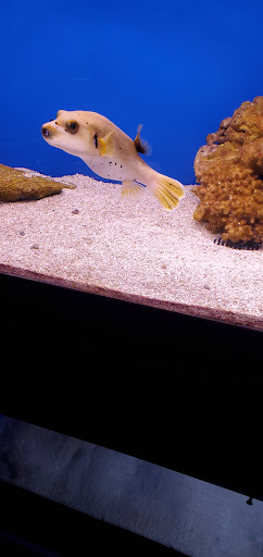 Aquarium «Crystal Reef Aquariums», reviews and photos, 311 Pass Rd, Gulfport, MS 39507, USA