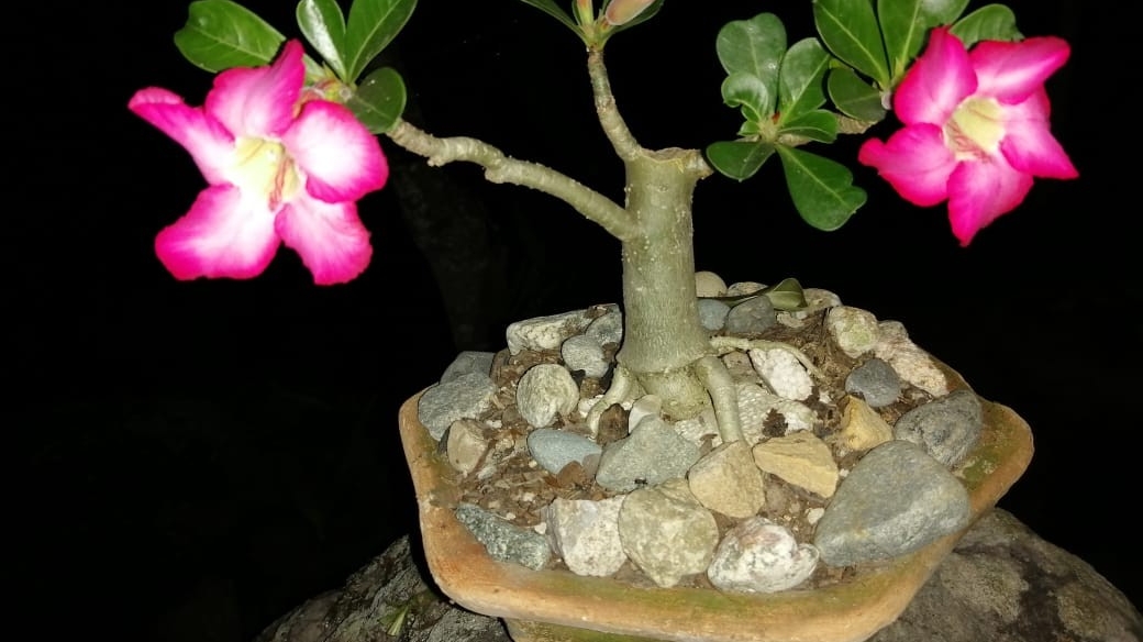 Cherry Blossom Garden