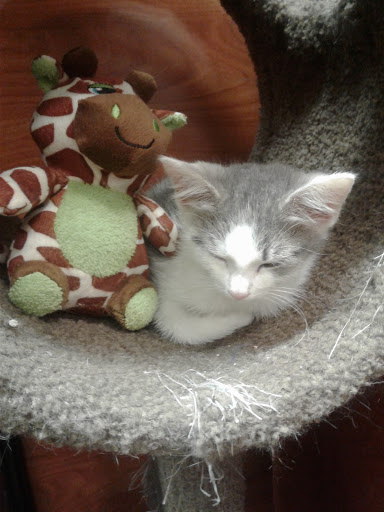 Pet Supply Store «PetSmart», reviews and photos, 421 Commerce Dr, Victor, NY 14564, USA