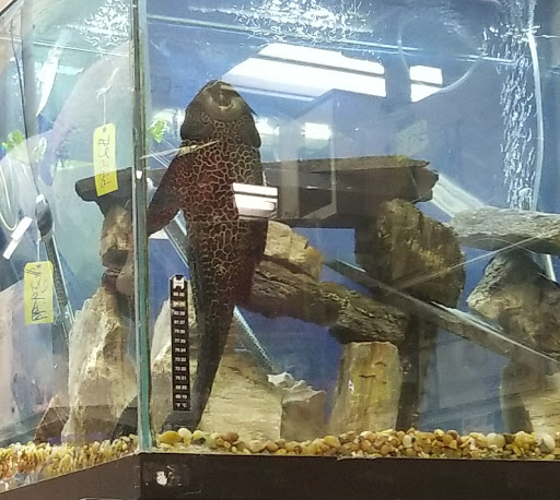 Pet Store «Petland Discounts - LI City», reviews and photos, 34-60 48th Ave, Queens, NY 11101, USA