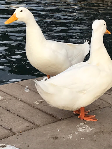 Zoo «Reid Park Zoo», reviews and photos, 3400 Zoo Court, Tucson, AZ 85716, USA