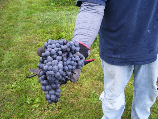 Winery «Five Sons Winery/RG Brewery», reviews and photos, 1360 W Sweden Rd, Brockport, NY 14420, USA