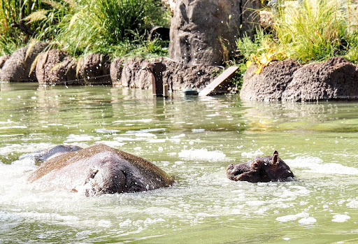 Zoo «Cheyenne Mountain Zoo», reviews and photos, 4250 Cheyenne Mountain Zoo Rd, Colorado Springs, CO 80906, USA