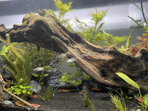 Tropical Fish Store «Ocean Blue Aquarium», reviews and photos, 2246 Aloma Ave, Winter Park, FL 32792, USA