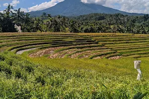 Belimbing Rice Terraces image