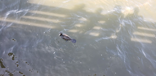 Thrift Store «Crystal River Super Thrift Store», reviews and photos, 820 S Suncoast Blvd, Homosassa, FL 34448, USA