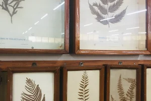 Herbarium and Museum, Botany Department image