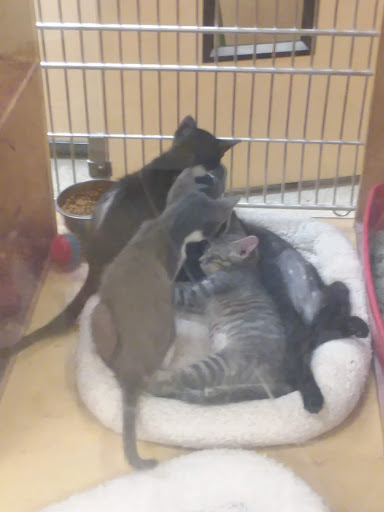 Pet Supply Store «PetSmart», reviews and photos, 3500 S Glenstone Ave, Springfield, MO 65804, USA