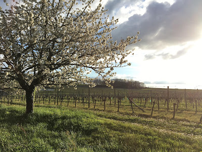 Château Haut-Martet à Eynesse