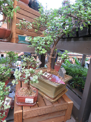 Bonsai plant supplier Edmonton