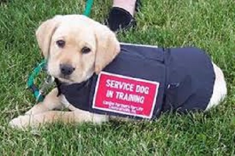 ECS Dog Training – Las Vegas