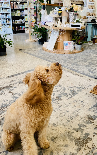 Main Street Animal Hospital