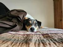 Loved By Us Santa Cruz Pet Sitting & Dog Walking, LLC - Car repair in , Santa Cruz - Rated 5.0/5