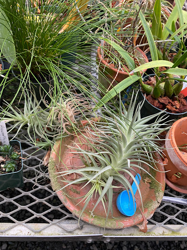 Florist «Floradise Orchids», reviews and photos, 19154 James Madison Hwy, Gordonsville, VA 22942, USA