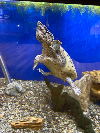 Pet Store «Critter Cabana», reviews and photos, 516 E 1st St, Newberg, OR 97132, USA