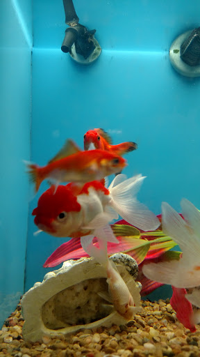 Pet Supply Store «PetSmart», reviews and photos, 5200 W Main St, Kalamazoo, MI 49009, USA