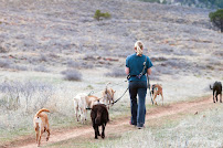 Paw Play Date - Photo 9 - Car repair in Fort Collins, CO, Fort Collins