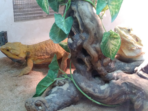 Pet Store «Forever Pets Inc», reviews and photos, 1030 Basse Rd, San Antonio, TX 78212, USA